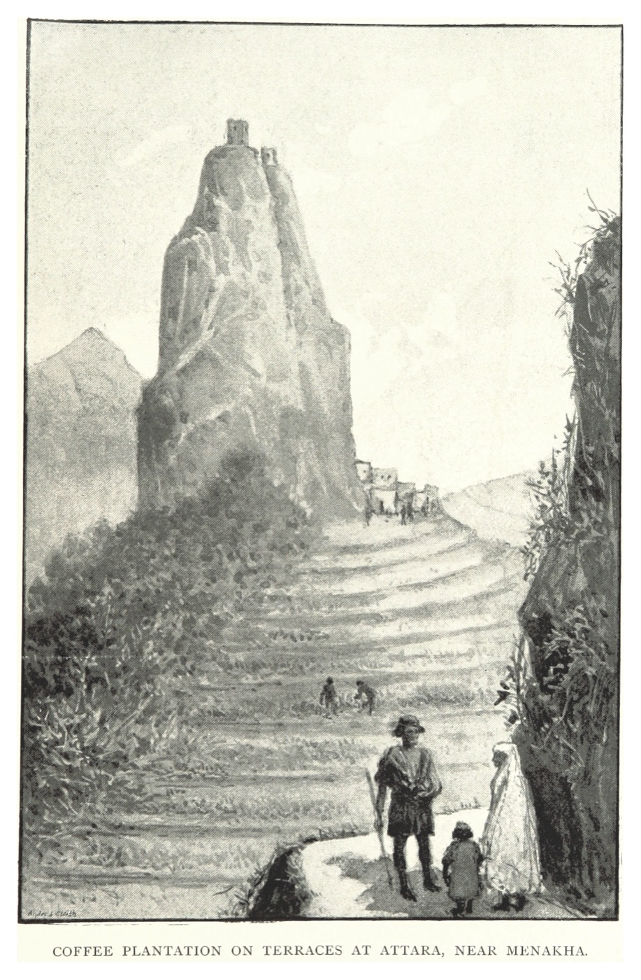 Coffee cultivation on stepped terraces near Menakha.