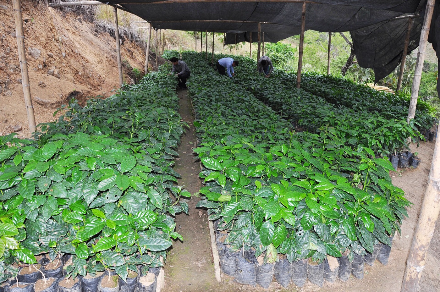 Young coffee plants in a nursery.