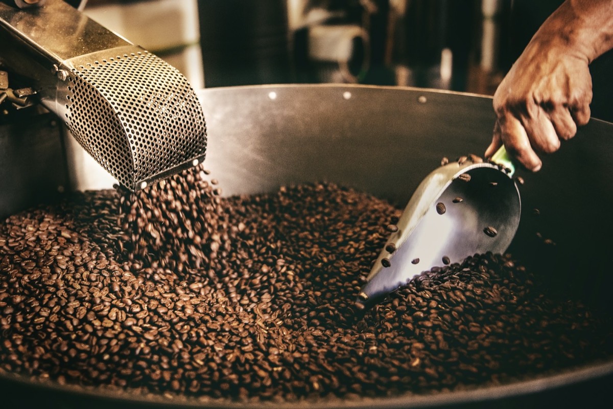 A person stirring roasted coffee beans with a metal scoop.