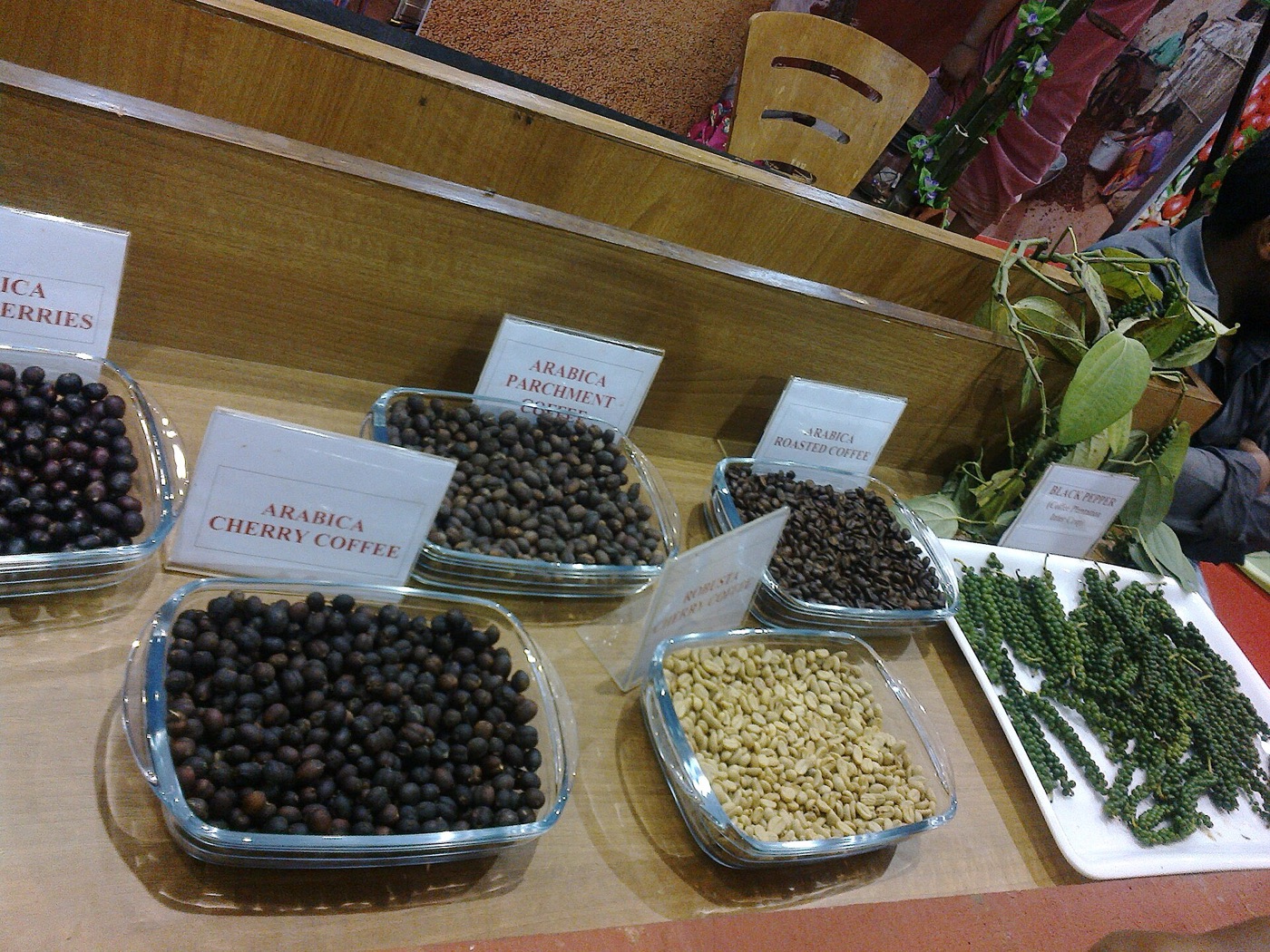 Arabica coffee cherries on a plant.
