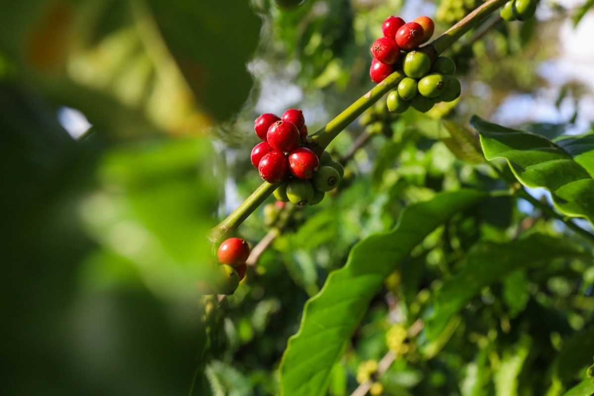Close-up of coffee cherries growing on a coffee plant.