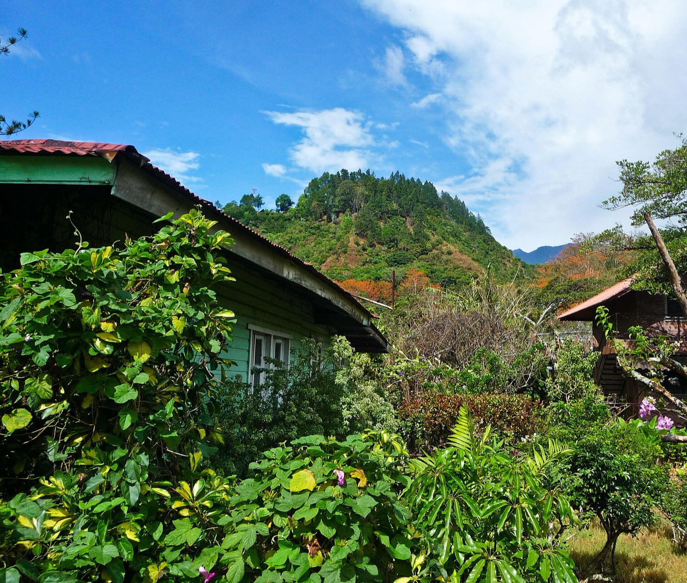 A mountainous coffee-growing landscape.