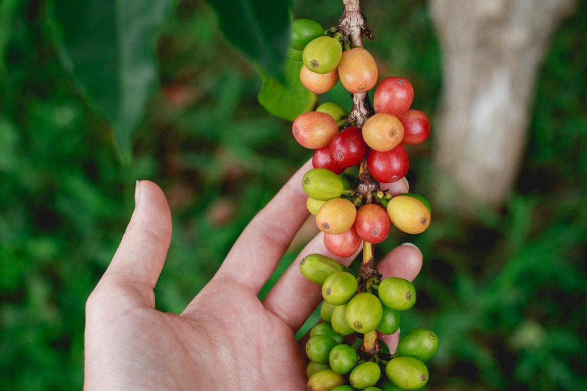 A hand holding ripe coffee cherries on a coffee plant.